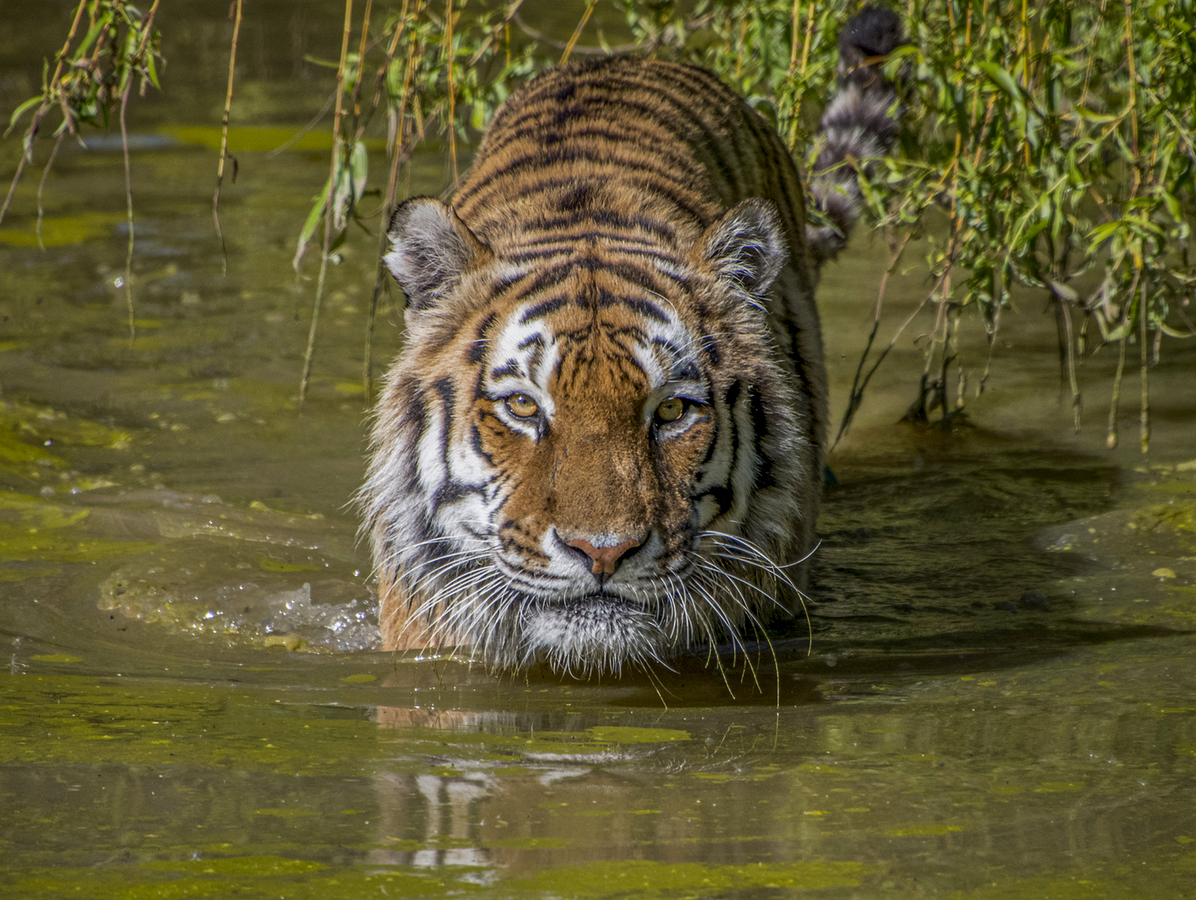 Wildlife & Nature: Amur Tiger by Barbara Hilton